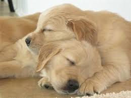 To say that i'm a dog lover, well, that's an understatement. Sleeping Golden Cuteness Puppies Retriever Puppy Dogs And Puppies