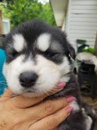 Maybe you would like to learn more about one of these? Alaskan Malamute Puppies For Sale Denton Tx 327719