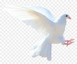 Apakah anda mencari gambar desain burung merpati template psd atau file vektor? White Dove Png Gambar Burung Merpati Putih Clipart 210081 Pikpng
