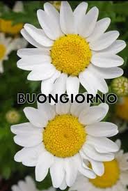 Ecco una selezione di immagini da inviare su whatsapp e facebook. Pin Di Sadif Su Buon Giorno Foto Di Fiori Fiori Margherite