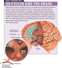 Box 2 The Neurobiology Of Trust Scientific American Brain Chemistry Brain Science Brain Facts