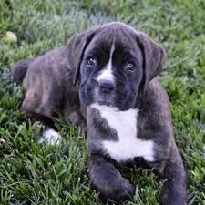 Find boxer puppies for sale and dogs for adoption. Past Puppies Boxers 4 Us