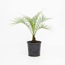 Phoenix roebelenii, with common names of dwarf date palm, pygmy date palm, miniature date palm or robellini palm, is a species of date palm native to southeastern asia, from southwestern china (yunnan province), northern laos and northern vietnam, (in dien bien province, ha giang province, cao bang province, lang son province). Pygmy Date Palm