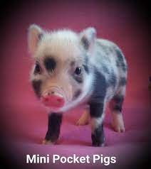 Pot bellied pigs are easily bored and without a fairly regular, or sometimes constant, depending on the pig you have chosen or are considering, source of stimulation may become hostile or destructive. Home Mini Pocket Pigs Mini Pocket Pigs