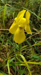 Image result for Moraea verdickii