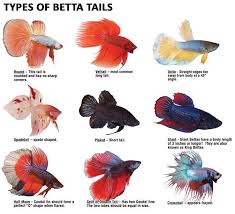 Betta Clipart Freshwater Fish 11 Betta Fish Types Betta Pet Fish
