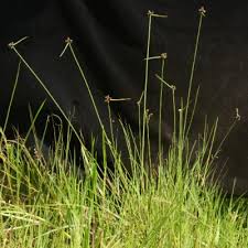 Image result for Lipocarpha