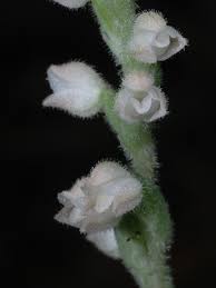 Image result for Scleria tessellata