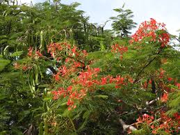 Image result for Delonix