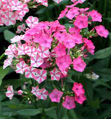 Phlox Paniculata Autumn Phlox Cross Leaved Phlox Fall Phlox Garden Phlox Perennial Phlox Summer Phlox Tall Phlox North Carolina Extension Gardener Plant Toolbox