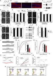 Lrrtms Organize Synapses Through Differential Engagement Of Neurexin And Ptps Sciencedirect