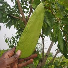 Image result for Isoberlinia