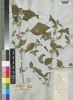 Image result for Dicliptera verticillata