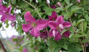 We did not find results for: Clematis Viticella Italienische Waldrebe Kaufen Native Plants