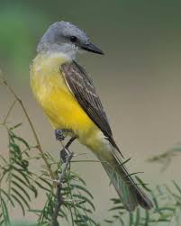 Birds Of West Texas Couch S Kingbird Bird Life List Pet Birds Birds