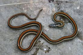 Black And Yellow Stripes Snake Red Striped Ribbon Snake Striped Ribbon Red Stripes Snake