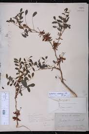 Image result for Seddera suffruticosa