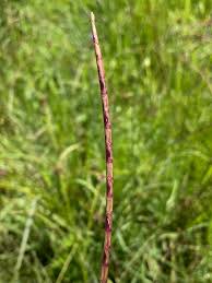 Image result for Coelorachis