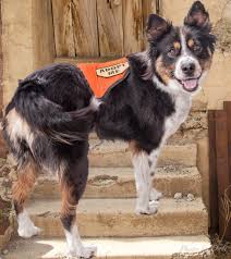 We did not find results for: United Animal Friends Programs