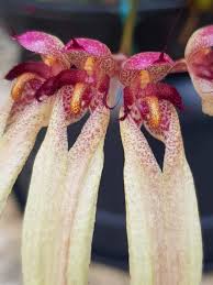 Image result for Bulbophyllum longiflorum