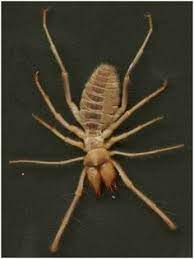 Camel spiders like to chew and/or eat on humans while they're asleep and the venom from the camel spider numbs the person so you won't feel the bite of the camel spider. 9 Kamelspinne Ideen Spinne Spinnentiere Tiere