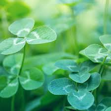 White clover is a plant that is either loved or hated by the homeowner. What To Do About Clover In Your Lawn Cardinal Lawn