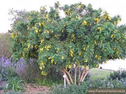 Image result for Calpurnia aurea