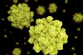 Join our trek through our videos as we head from. Bug Of The Month Norovirus January 2021 Barnsley Community Infection Prevention And Control
