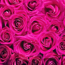 Hot Pink Roses Flower Background Iphone Flower Phone Wallpaper Wallpaper Iphone Roses
