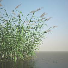 Phragmites Common Reed Grass Obj 3d Model Reeds Plants Invasive Plants 3d Landscape