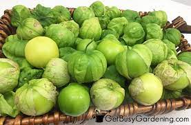 Place breadcrumbs in a shallow bowl. When And How To Harvest Tomatillos Get Busy Gardening