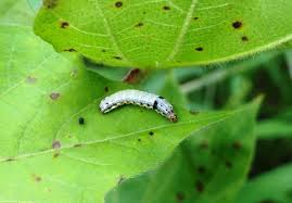 Davis, plant pathology, uc davis nematodes: Insects And Pests Management In Cotton Crop Krishisewa