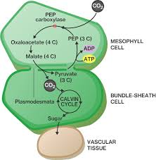 Appear … a page 9. Alternative Mechanisms Of Photosynthesis Course Hero
