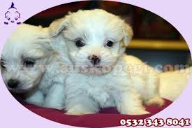 Maltese Terrier Yavru Fiyatlari Yavrulari