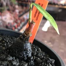 Image result for Monadenium discoideum