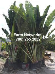 25 Gallon Traveler Palm Trees Piante