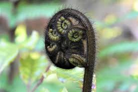 Maybe you would like to learn more about one of these? Edible Plants Lake Mapourika Cabbage Tree Lake Tours Nz