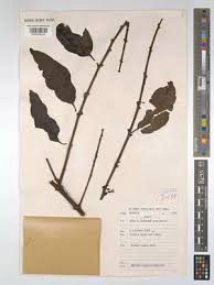 Image result for Englerina oedostemon