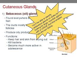 Garlic hair oil massage stimulates the hair follicles in the scalp while improving blood circulation. Skin Appendages Hair Nails Glands September 23 24