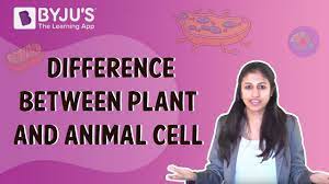 Animal cell cannot synthesize all the amino acids, coenzymes and vitamins required by them. Difference Between Plant Cell And Animal Cell Youtube