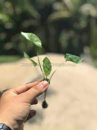 15 khasiat & manfaat keladi tikus (typhonium flagelliforme) untuk kanser dan kesihatan. Keladi Tikus Penawar Kanser Startseite Facebook