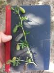 Image result for Crotalaria spinosa