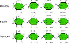 Carbohydrates Monosaccharides Disaccharides Polysaccharides