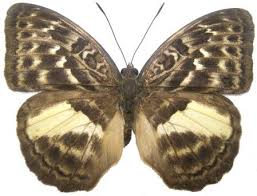 Image result for Hypselodelphys scandens