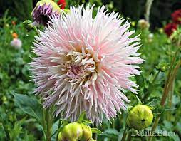Mingus Leroy T Dahlia Barn Dahlia Flowers Tree Identification