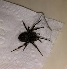Many insects survive wisconsin's cold winters as eggs. Ask Me About Spiders Southeastern Wisconsin Usa Hi Jason I Ve Been