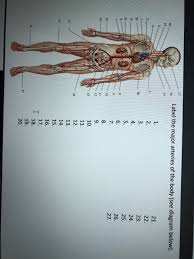 This page is about arteries simple diagram,contains thefrangipani thefrangipani,circulatory system part 2,heart anatomy at berry college,biochemistry class notes: Solved 12 Label The Major Arteries Of The Body See Diagr Chegg Com