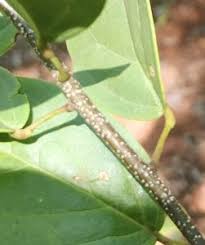 Image result for Cadaba kirkii