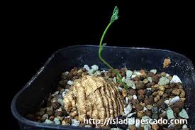 Image result for Trochomeria polymorpha