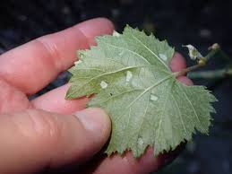 Image result for Colomerus vitis